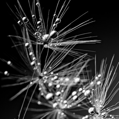 seeds of new life. Macro